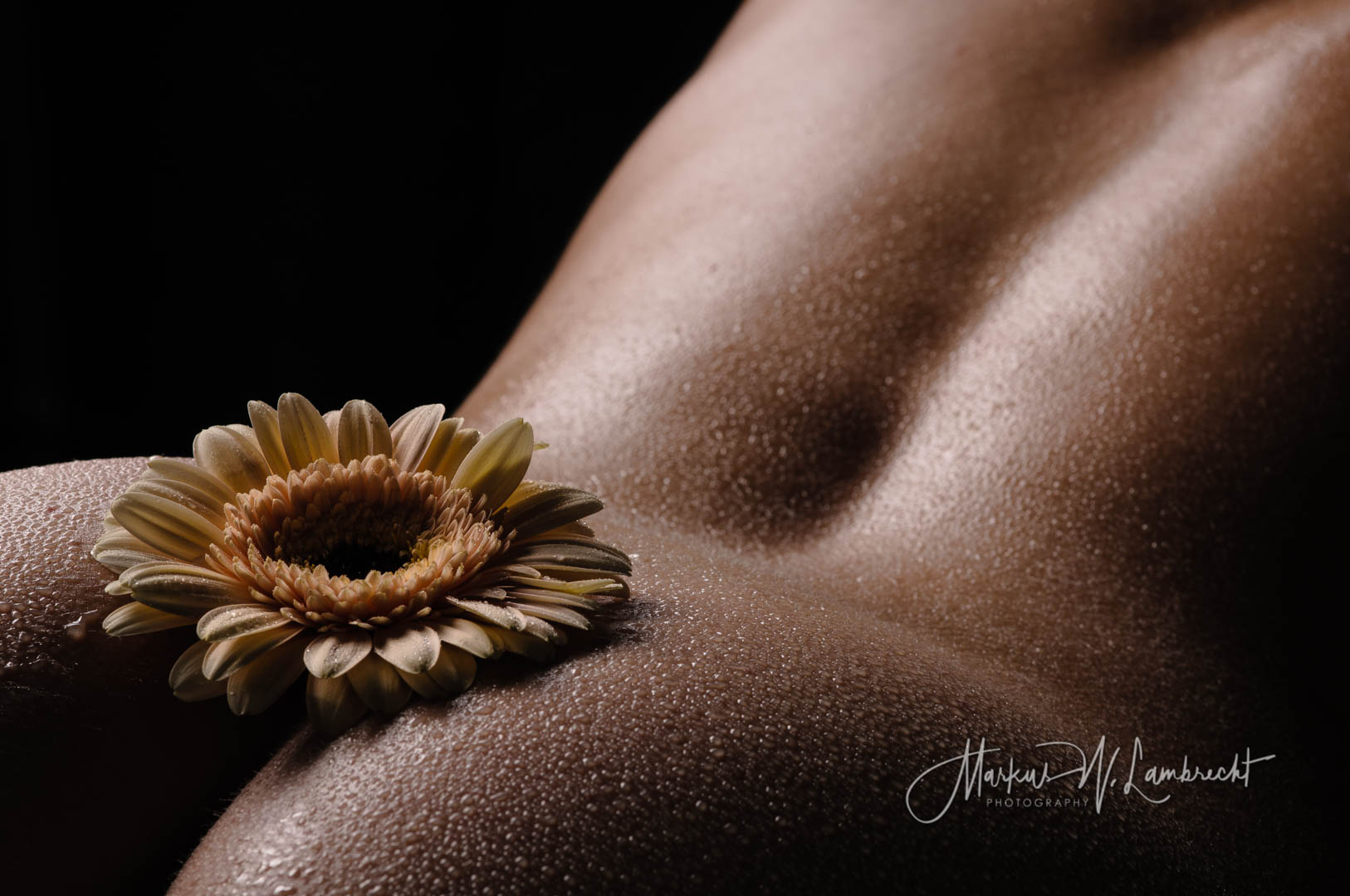 Nackter Po mit Wassertropfen und Gerbera